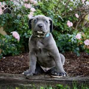 Frank, Cane Corso Puppy